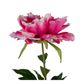 A & B Home Fuchsia Peony Stem-1