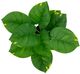 A & B Home Green 9" Leaves with Pot-1