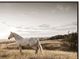 Crestview Collection Colbert Brown Wall Art-1