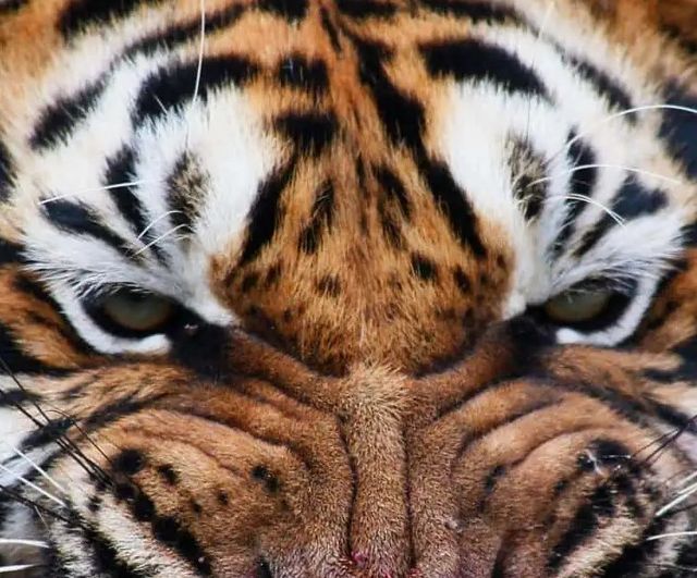 Classy Art Mean Tiger Wall Art-1