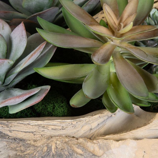Uttermost® Seaside Breeze Green Succulents-3