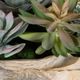 Uttermost® Seaside Breeze Green Succulents-3