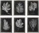 Uttermost® 6-Piece Foliage Framed Prints Set-0