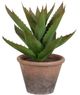 A & B Home Green Potted Faux Black Prince Succulent-0