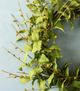 Magnolia Home by Joanna Gaines Green Pips and Ivs Wreath-2