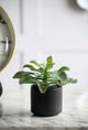 A & B Home Green Potted Dudelya Succulent-2