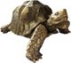 Moe's Home Collection Mock Turtle Sculpture-0