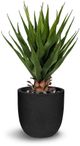 Le Present Green Agave-0