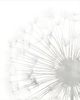 Classy Living Grace Popp Dandelion Whisper II Wall Art-1