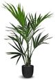 Le Present Kentia Green Faux Botanical Palm-0