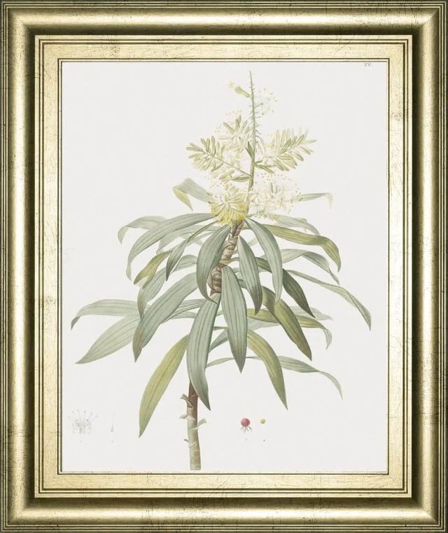 Classy Art Dracaena Reflexa by Pierre Joseph Redoute Wall Art-0