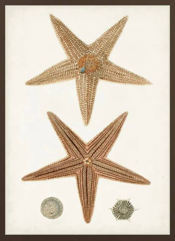 Classy Art Coastal Curiosity I by Uknown Wall Art-1