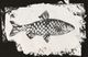 Stylecraft Fish I Wall Art-2