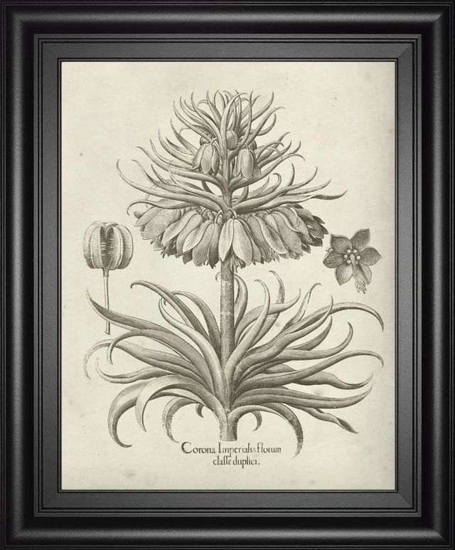 Classy Art Fresco Crown Imperial III by Vision Studio Wall Art-0