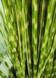 Le Present Zebra Green And Yellow 48" Faux Botanical Grass-2