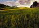 Stylecraft Fields of Gold Blue/Brown/Gray/Green/White/Yellow Wall Art-1