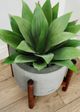 Le Present Agave Green 16" Faux Botanical-3