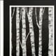 Stylecraft Simpy Birch I Wall Art-1