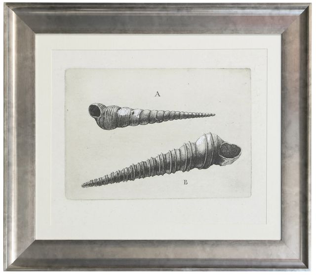 Stylecraft Auger Shell Wall Art-0