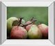 Classy Living Rachel Perry Comice Pear Il 22" Wall Art-0