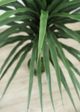 Le Present Yucca Green Faux Botanical-1
