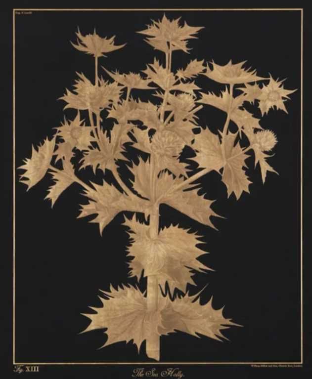 Stylecraft Sea Holly Black/Gold Wall Art-1
