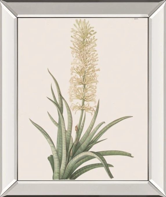 Classy Art Sansevieria Zeylancia by Pierre Joseph Redoute Mirrored Frame Wall Art-0