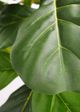Le Present Green 72" Faux Botanical Fiddle Leaf Fig-3