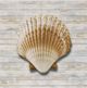 Stylecraft Seashells lV Framed Print-1