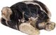 A & B Home Beige/Black Turtle Ornament-0