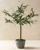 Magnolia Home by Joanna Gaines Green Olive Topiary with Pot-0