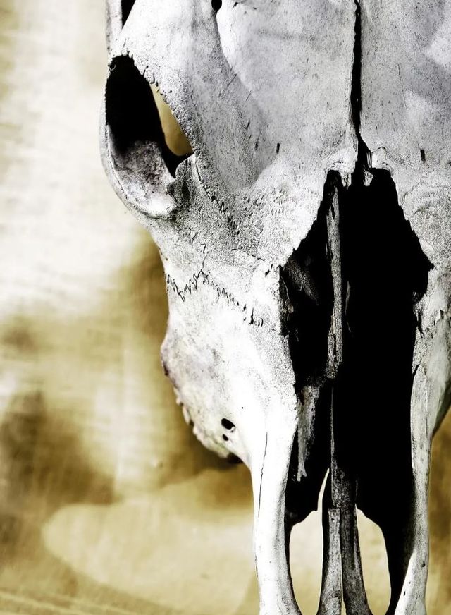 Classy Art Cattle Skull Wall Art-0