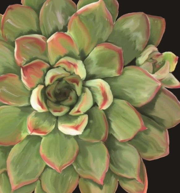 Classy Art Succulent Elegans II by Jg Studios Wall Art-1