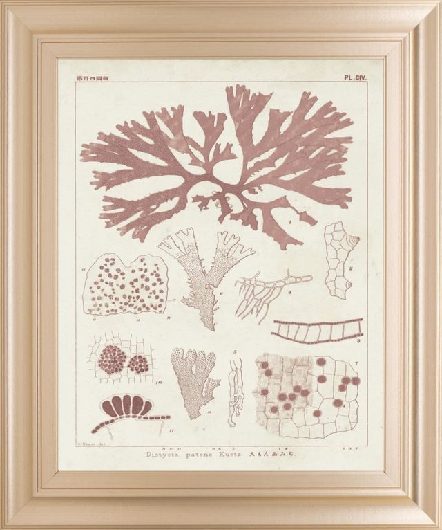 Classy Living Vision Studio Antique Coral Seaweed III Wall Art-0