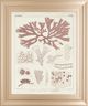 Classy Living Vision Studio Antique Coral Seaweed III Wall Art-0