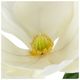 A & B Home Green/White Faux Almost Real Magnolia Stem-2