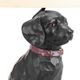 Crestview Collection Labrador 2-Piece Black Table Lamp Set-4