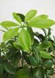 Le Present Baby Schefflera Green 20" Faux Botanical-1