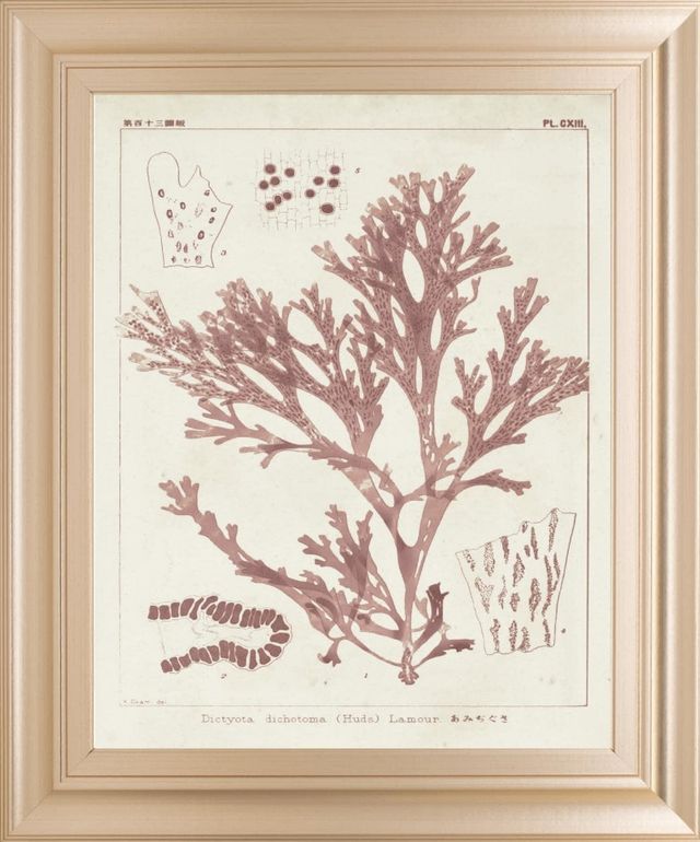 Classy Living Vision Studio Antique Coral Seaweed I Wall Art-0