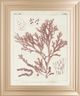 Classy Living Vision Studio Antique Coral Seaweed I Wall Art-0