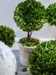 A & B Home Green Artificial Boxwood Topiary in White Pot-4