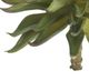 A & B Home Green Aeonium Pick-2
