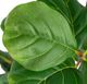 A & B Home Green 43" Potted Fiddle Leaf Tree-2