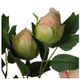 A & B Home Peach Peony-3