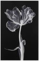 YHD Monochrome Bloom II Glass Art-0