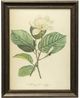 Stylecraft Vintage Botanical IV Green/White Wall Art-0