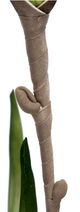A & B Home Green Artificial Dracaena Spray-3