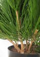 Le Present Pinus Green 28" Faux Botanical-2