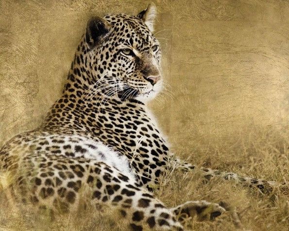 Classy Art Tall Grass Gold by Danita Delimont Wall Art-0