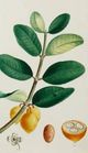 Stylecraft Green/Light Green/Off-White/Yellow Wall Art-1